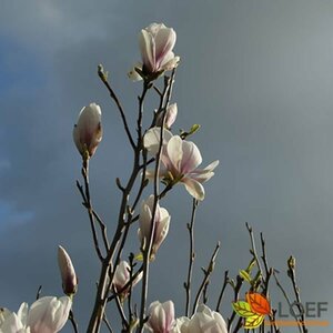 Magnolia soulangeana 80/100 C. - afbeelding 1