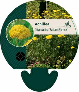 Achillea fil. 'Parker's Variety' P9