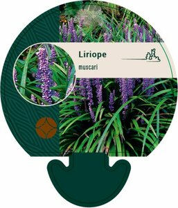 Liriope muscari P9