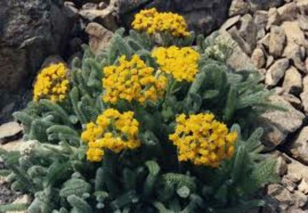 Achillea tomentosa 'Aurea' P9 - afbeelding 1