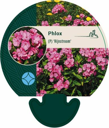 Phlox paniculata 'Rijnstroom' P9 - afbeelding 4