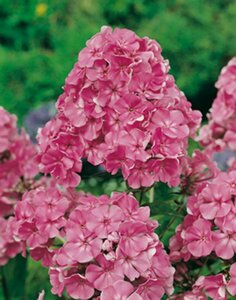 Phlox paniculata 'Rijnstroom' P9 - afbeelding 1