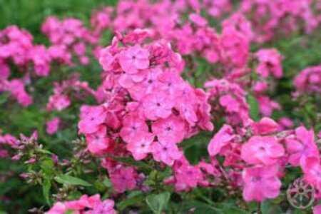 Phlox paniculata 'Rijnstroom' P9 - afbeelding 2