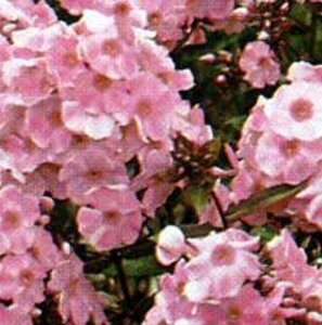 Phlox paniculata 'Rijnstroom' P9 - afbeelding 3