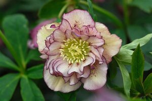 Helleborus orientalis 'Dble Ellen Picotee' P9