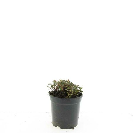 Potentilla tridentata 'Nuuk' 40/50 C. - afbeelding 2