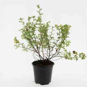 Potentilla tridentata 'Nuuk' 40/50 C. - afbeelding 3