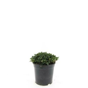 Potentilla tridentata 'Nuuk' 40/50 C. - afbeelding 4