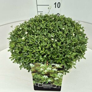 Potentilla tridentata 'Nuuk' 40/50 C. - afbeelding 1