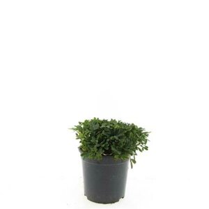 Potentilla tridentata 'Nuuk' 40/50 C. - afbeelding 5