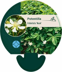 Potentilla tridentata 'Nuuk' 40/50 C. - afbeelding 8