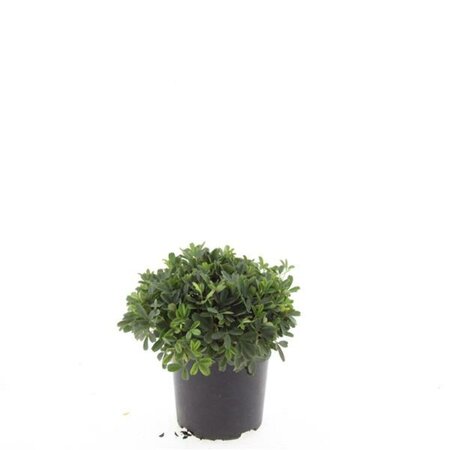 Potentilla tridentata 'Nuuk' 40/50 C. - afbeelding 6