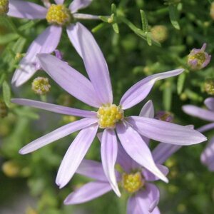 Aster sedifolius 'Nanus' P9 - afbeelding 1