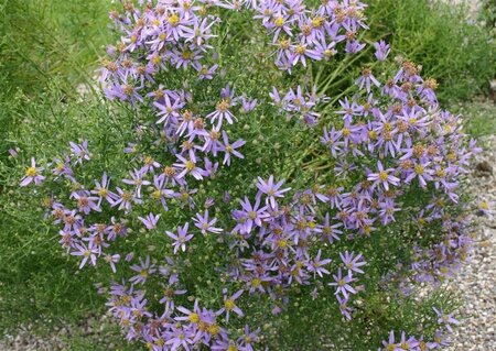 Aster sedifolius 'Nanus' P9 - afbeelding 2