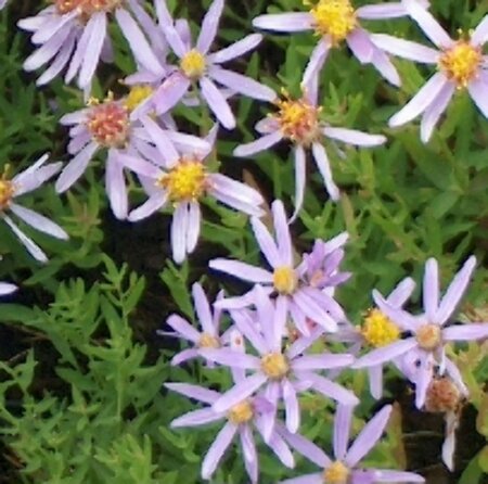 Aster sedifolius 'Nanus' P9 - afbeelding 3