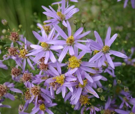 Aster sedifolius 'Nanus' P9 - afbeelding 4