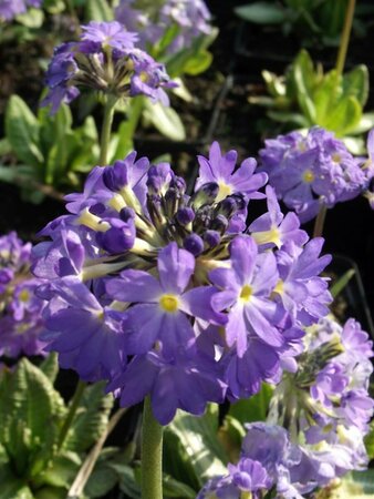 Primula denticulata 'Cashmeriana' P9 - afbeelding 1