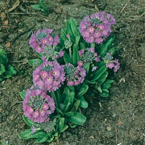 Primula denticulata 'Cashmeriana' P9 - afbeelding 2