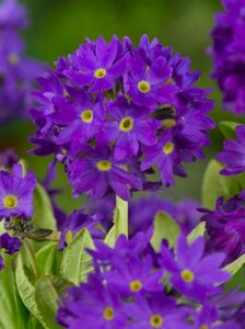 Primula denticulata 'Cashmeriana' P9 - afbeelding 3