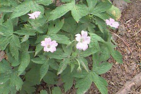 Geranium versicolor P9 - afbeelding 1