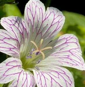 Geranium versicolor P9 - afbeelding 3