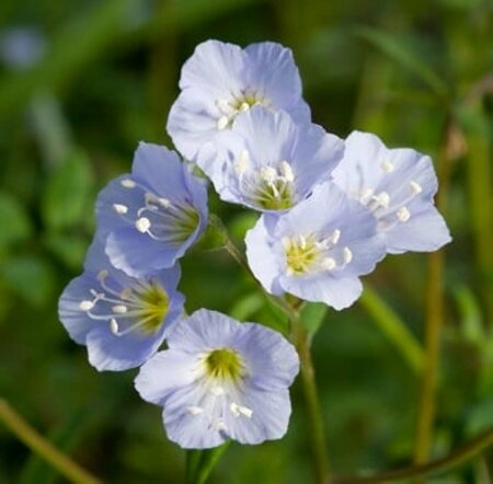 Polemonium reptans P9