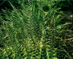 Polystichum acrostichoides P9