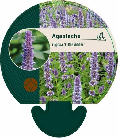 Agastache rugosa 'Little Adder' P9 - afbeelding 2