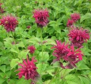 Monarda 'Fireball' P9 - afbeelding 1