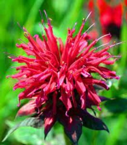 Monarda 'Fireball' P9 - afbeelding 3