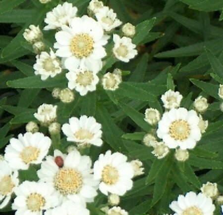 Achillea ptarmica 'Nana Compacta' P9 - afbeelding 2