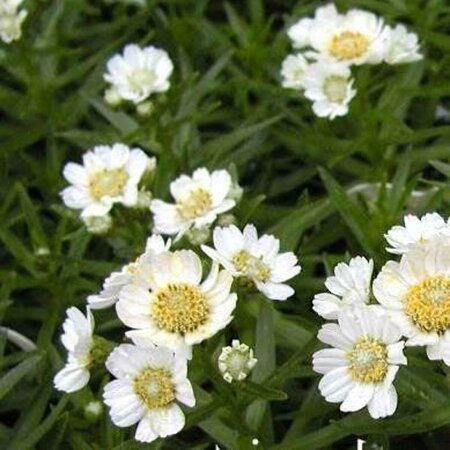 Achillea ptarmica 'Nana Compacta' P9 - afbeelding 1