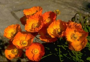 Papaver nudicaule P9 - afbeelding 1