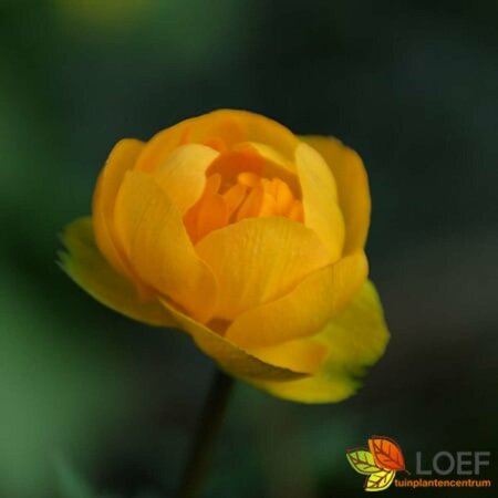 Trollius chinensis 'Golden Queen' P9 - afbeelding 1