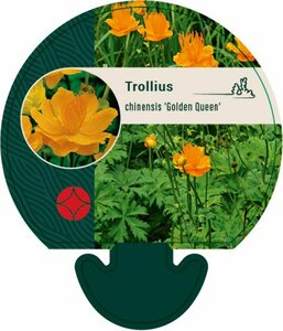 Trollius chinensis 'Golden Queen' P9 - afbeelding 2