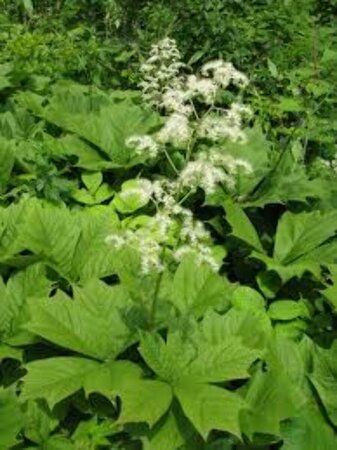 Rodgersia podophylla P9