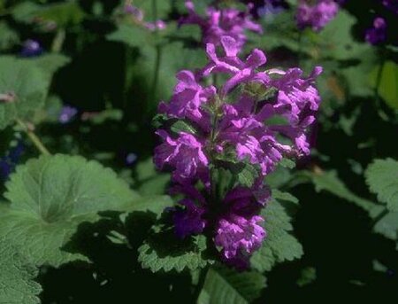 Stachys grandiflora 'Superba' P9 - afbeelding 1