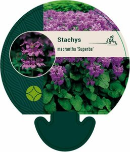 Stachys grandiflora 'Superba' P9 - afbeelding 3