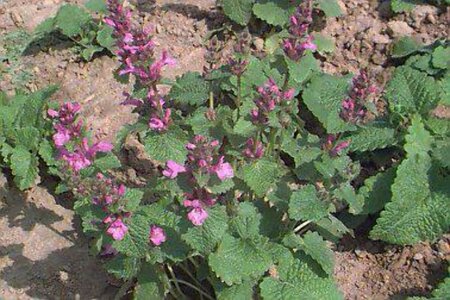 Stachys grandiflora 'Superba' P9 - afbeelding 2