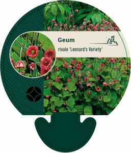 Geum rivale 'Leonard's Variety' P9