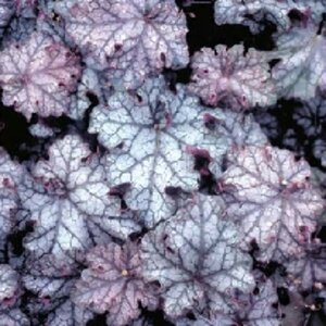 Heuchera 'Can Can' P9 - afbeelding 2