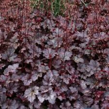 Heuchera 'Can Can' P9 - afbeelding 3