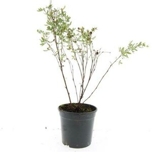 Potentilla f. 'Maanelys' C1.5 - afbeelding 2