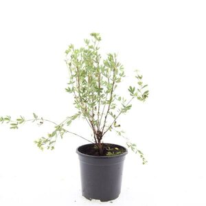 Potentilla f. 'Maanelys' C1.5 - afbeelding 3