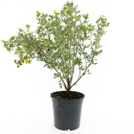 Potentilla f. 'Maanelys' C1.5 - afbeelding 5