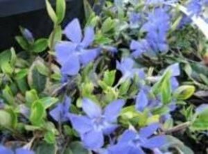 Vinca minor 'Aureovariegata' P9 - afbeelding 4