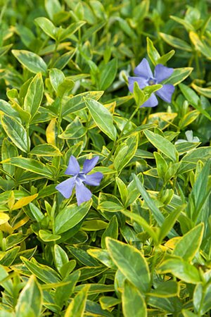 Vinca minor 'Aureovariegata' P9 - afbeelding 5