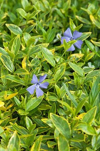 Vinca minor 'Aureovariegata' P9 - afbeelding 5