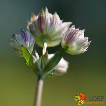 Astrantia major P9 - afbeelding 1