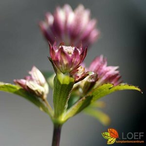 Astrantia major P9 - afbeelding 3